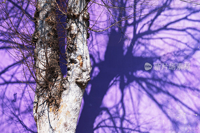 把影子投射在紫色墙上的树