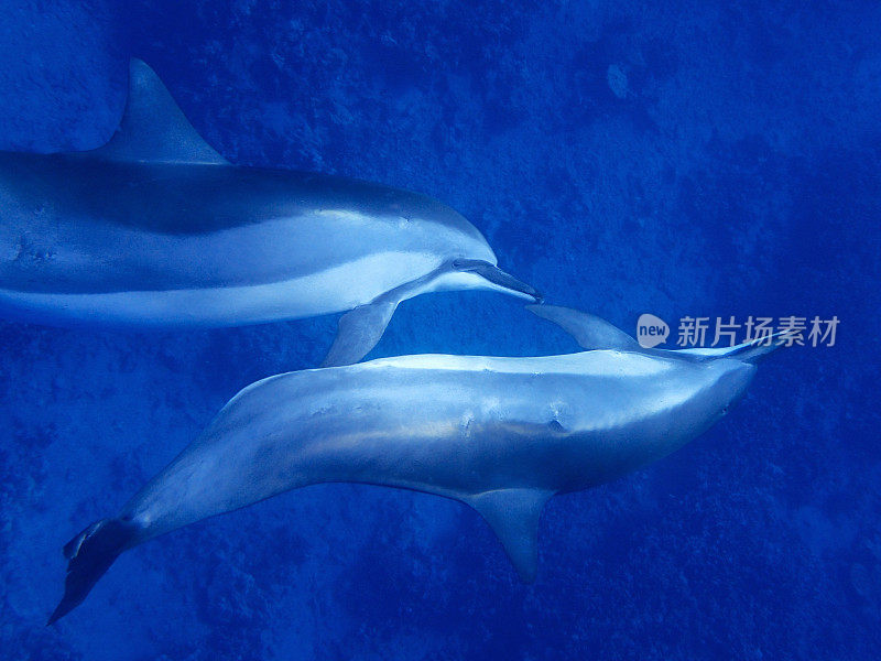 两个旋转海豚游泳在近距离的Profile