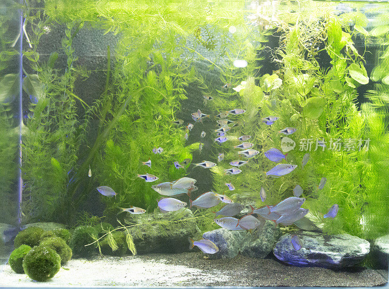美丽的淡水植物水族馆