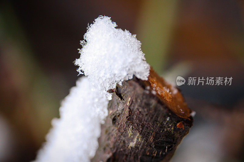 雪晶靠近植物