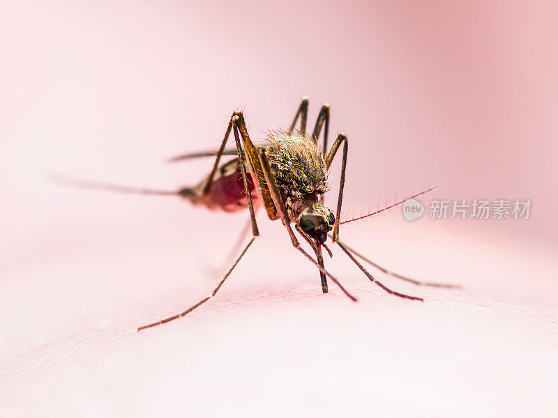 黄热病，疟疾或寨卡病毒感染蚊子昆虫宏