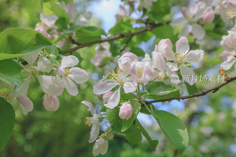 春天，苹果树开花，白色的，粉红色的花朵阳光复古