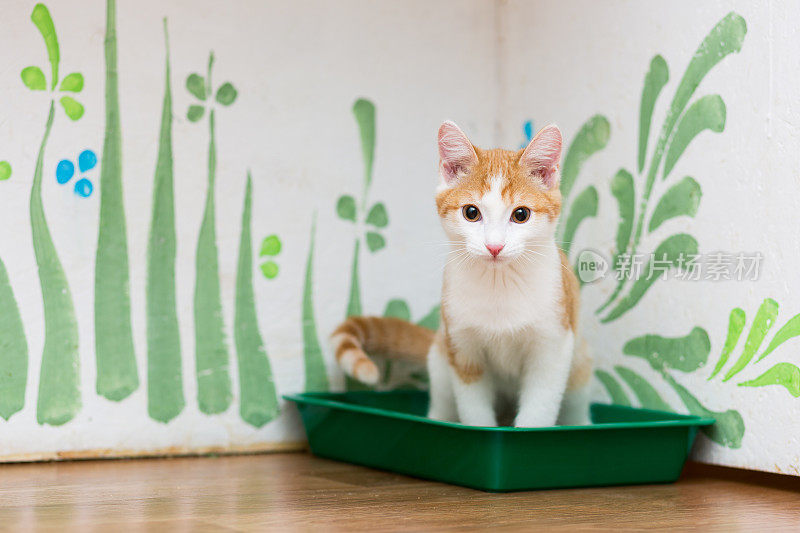 小红猫正坐在绿色的猫厕所里