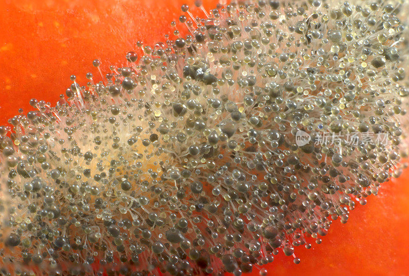番茄上的霉菌微距摄影:孢子囊和孢子囊梗清晰可见