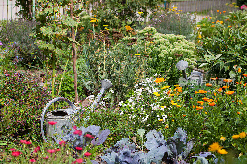 古老的农舍花园，混合鲜花和蔬菜床和两个金属喷壶