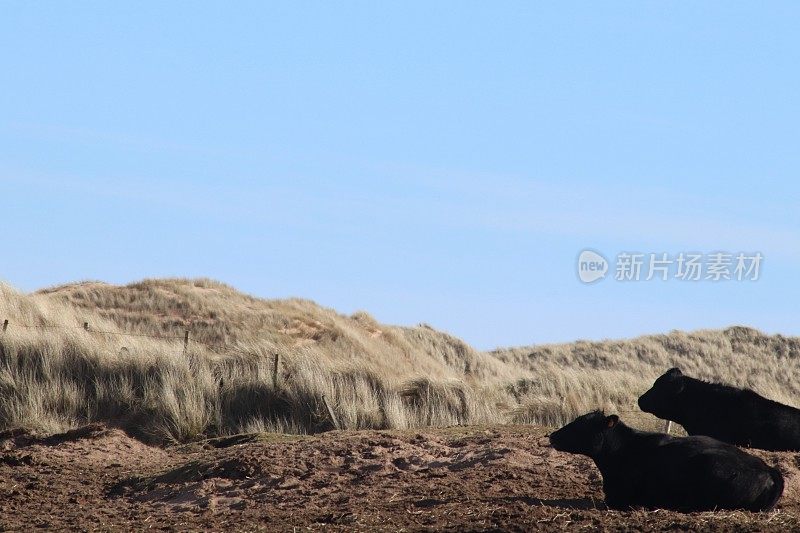 沙丘和海滩附近泥泞的田地里的肉牛