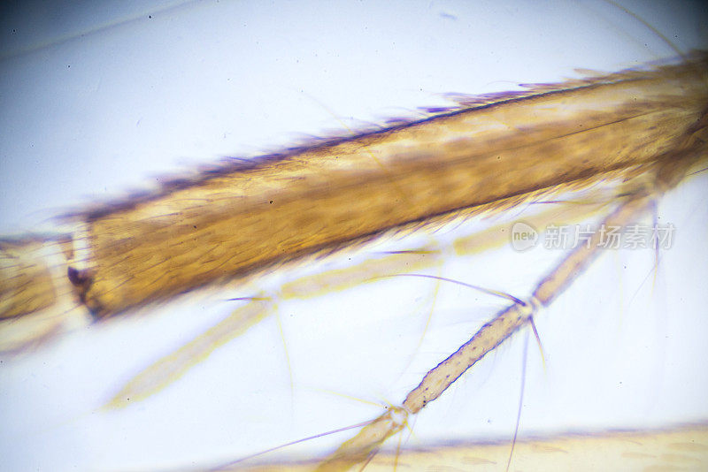 蚊子-显微镜下的雌性W.M.