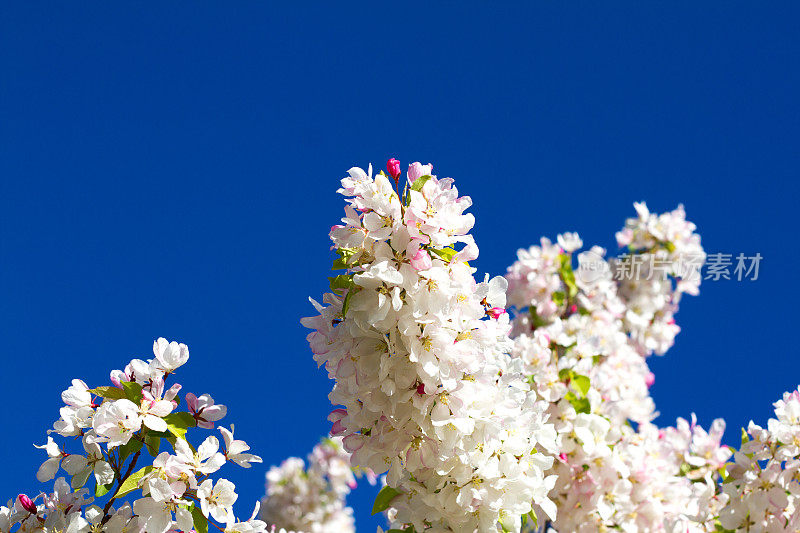 深蓝天空下的苹果花(特写)