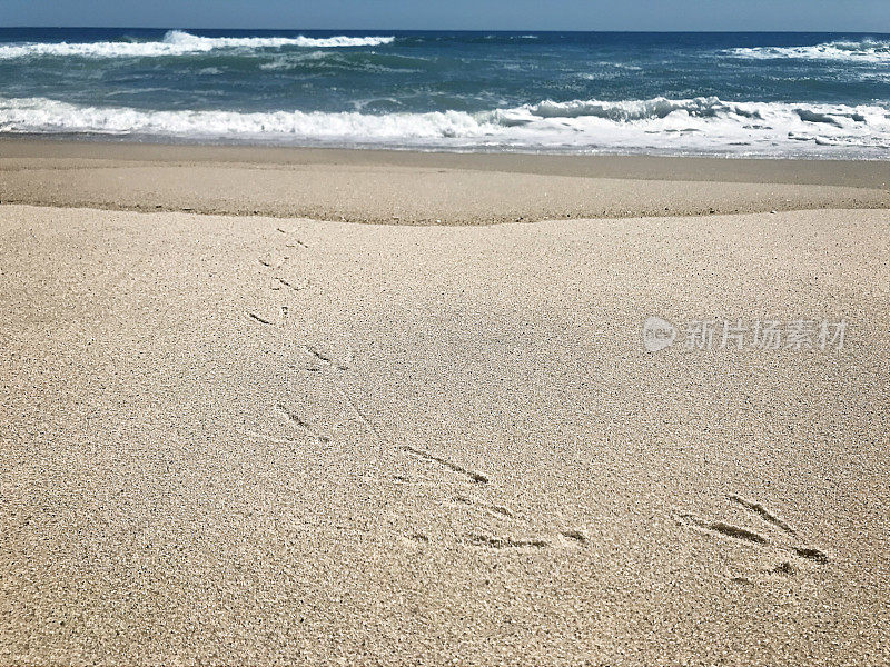 海鸥的脚步