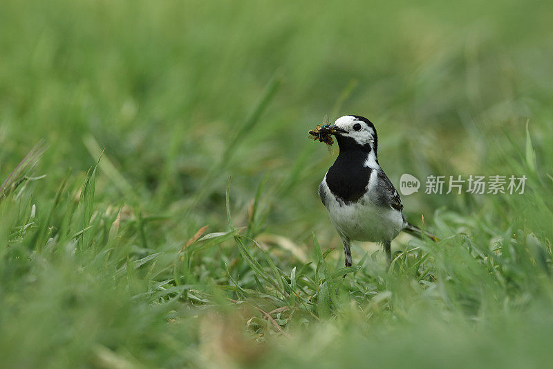 以昆虫为食的白鹡子