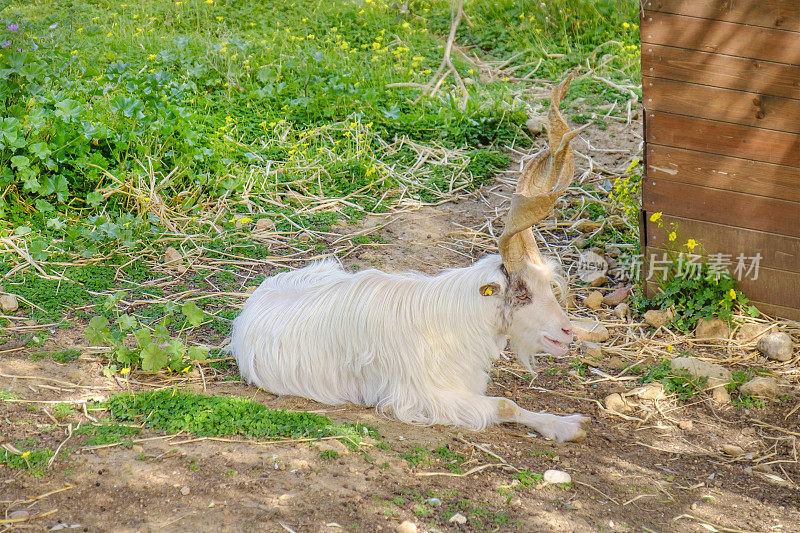 吉尔根塔纳山羊，原产于意大利阿格里琴托省的一种家养山羊。