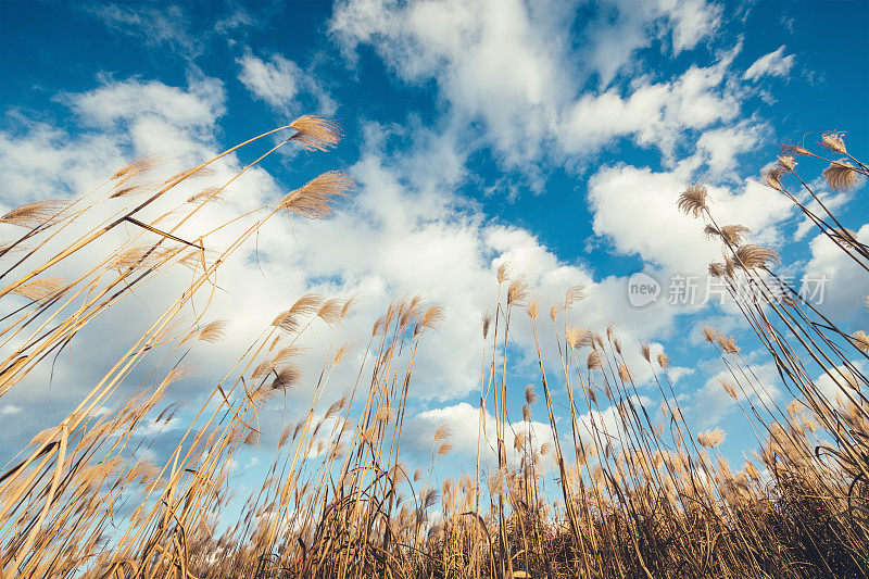 毛茸茸的芦苇场