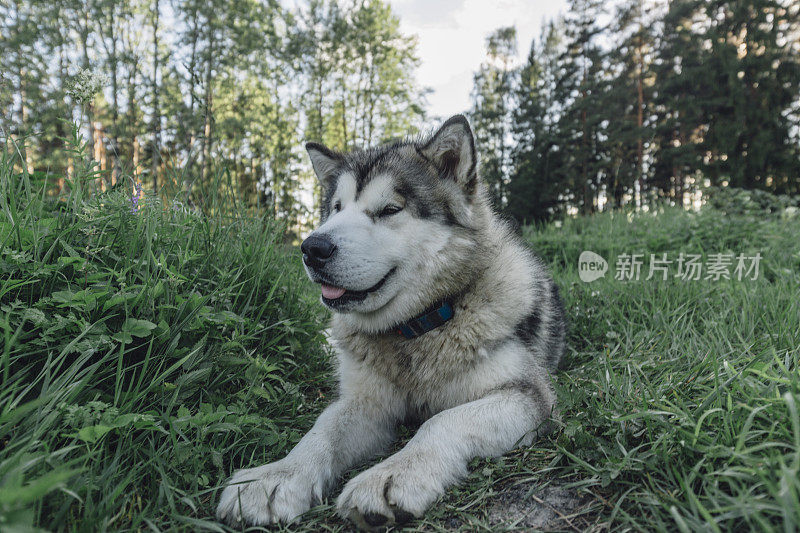 美丽的雪橇犬躺在草地上，戴着gps项圈