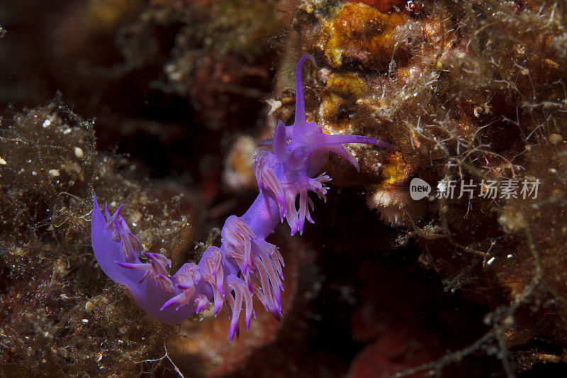 紫色裸鳃海生物水下之美