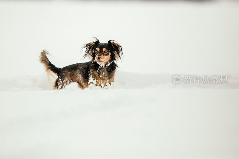 狗在雪中奔跑