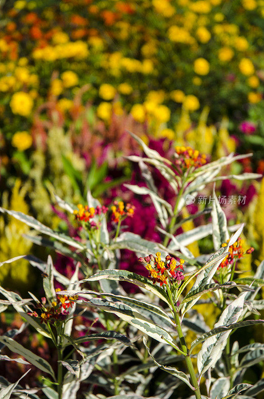 杂色的马缨丹在鲜艳多彩的夏季植物面前展示