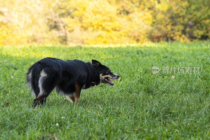 一只训练有素的牧羊犬在驱赶一群羊