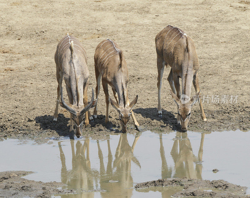三只大羚羊在津巴布韦万基国家公园饮水