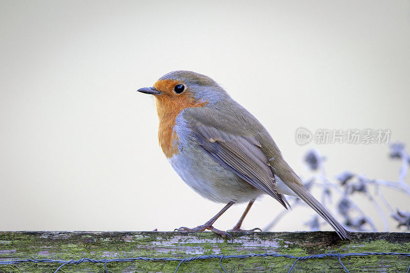 罗宾(红心rubecula)