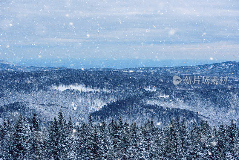 白雪覆盖的松林