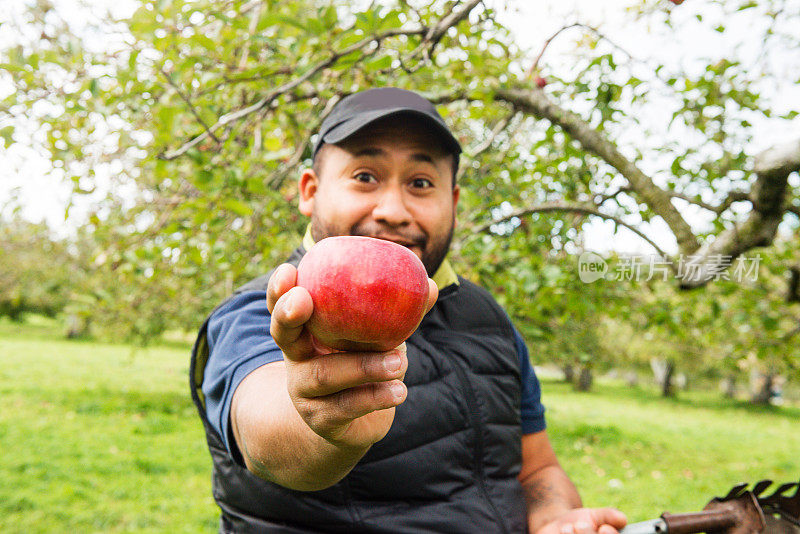二十多岁的西班牙男子在镜头前展示新鲜采摘的成熟苹果