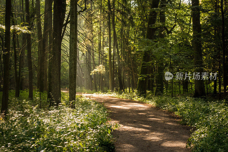 阳光照亮的绿色天然山毛榉树林中的小径