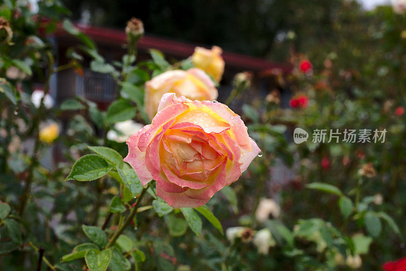 浅橙色玫瑰花浸泡