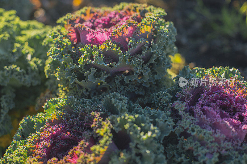 装饰白菜，装饰白菜，花椰菜，甘蓝