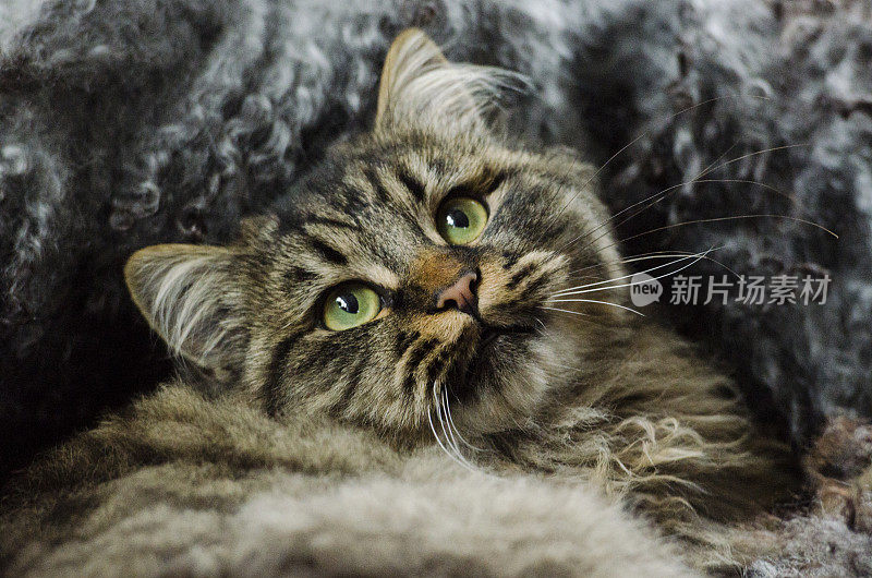 美丽的条纹猫躺在卷曲的毛毯上，看起来像一个电影明星