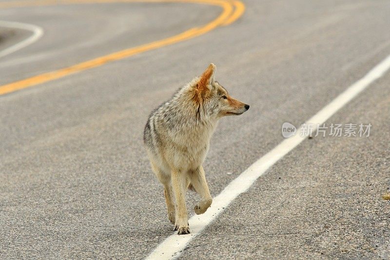 土狼