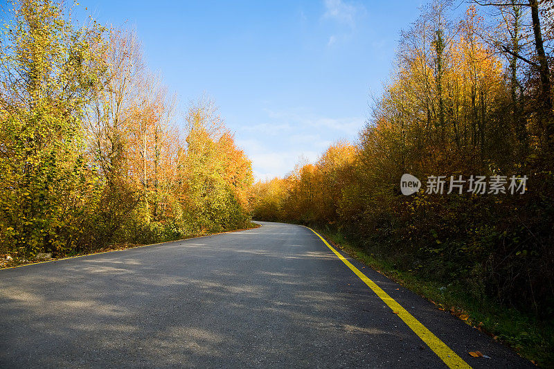 树林里的柏油路。