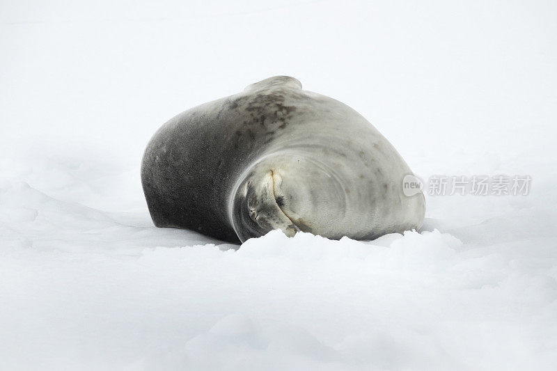 南极温克岛的洛克罗伊港站，海豹正在放松