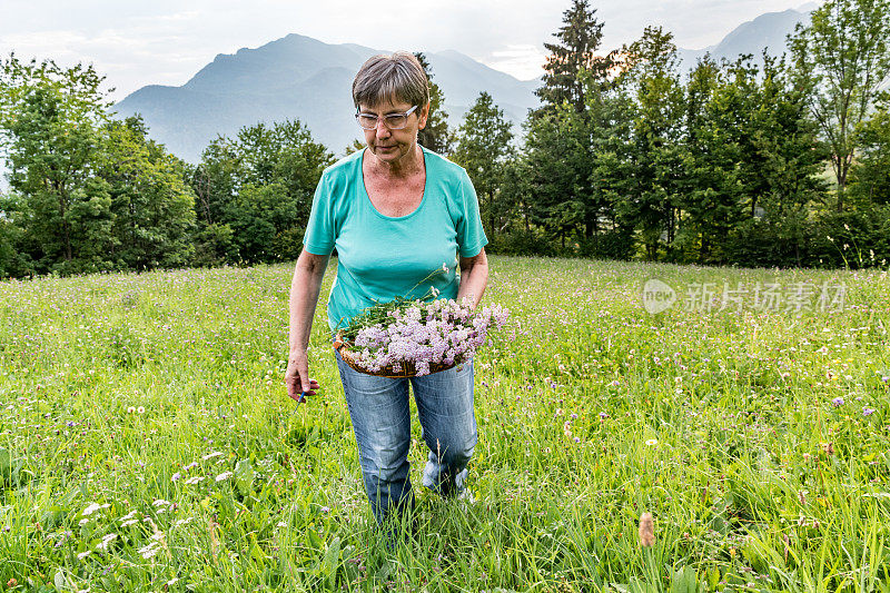 夏季在高山牧场上采摘蓍草花的年长妇女