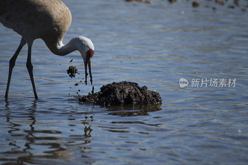 沙丘鹤从泥土中挖虫子