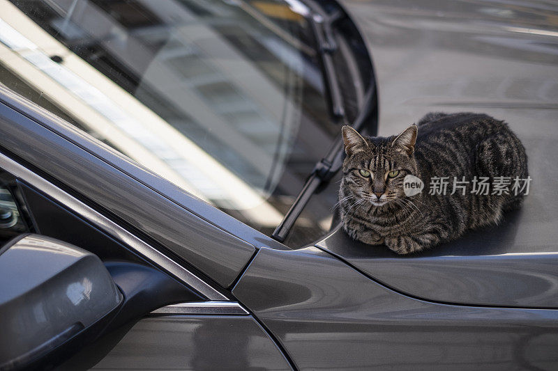 外面的流浪猫