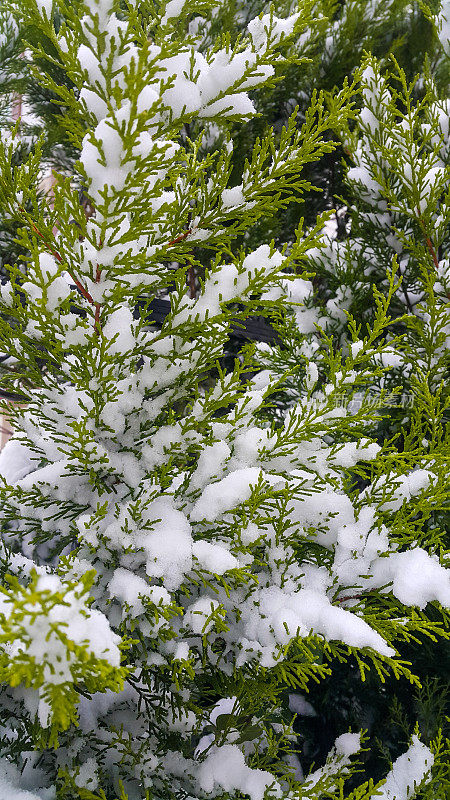 松树枝上的雪