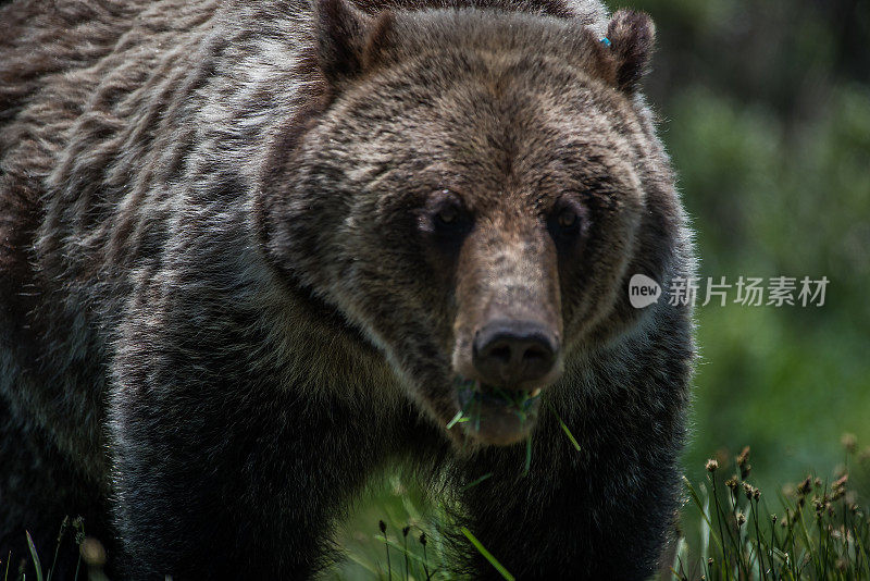 老灰熊独自生活在怀俄明州，美国