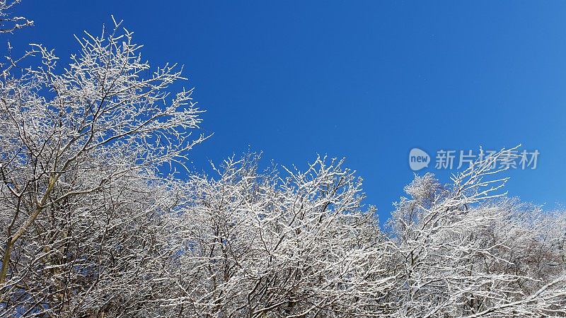 白雪皑皑的树木映衬着蓝天