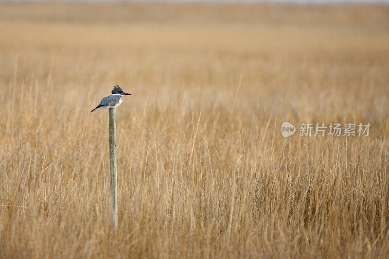 系带翠鸟栖息在沼泽