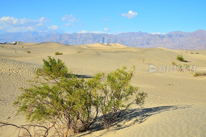 牧豆树平原沙丘