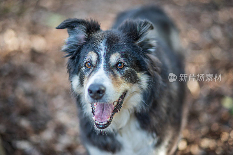 友好的边境牧羊犬