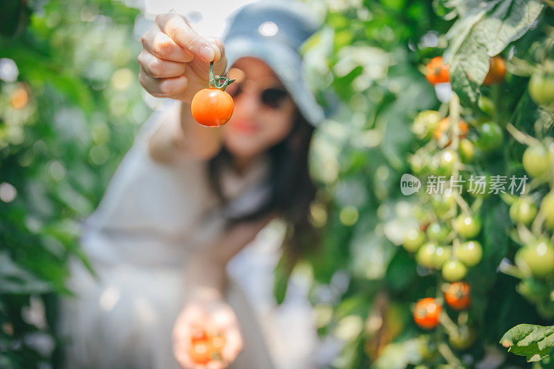 亚洲妇女从农场收获新鲜番茄。闲暇时间相聚的概念。