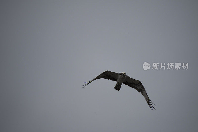 鱼鹰在高空飞翔