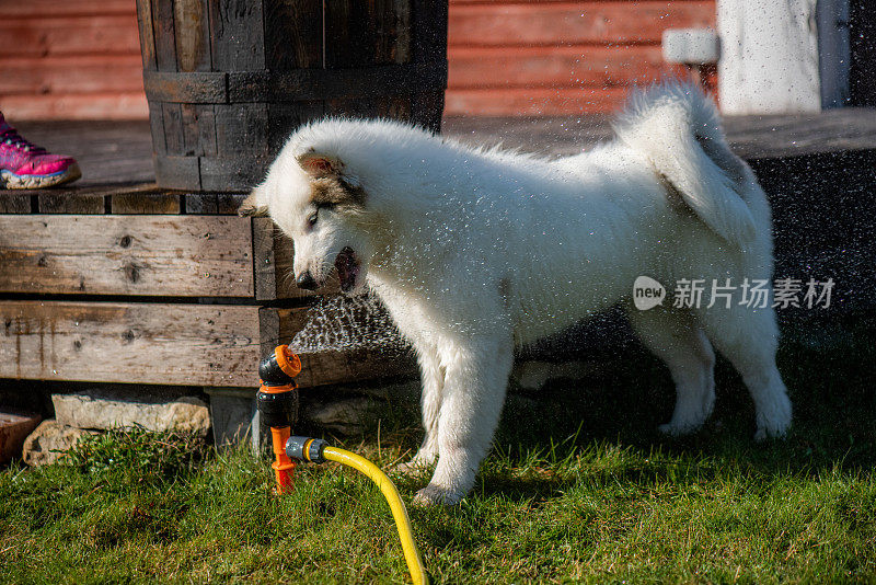 小狗玩洒水喷头