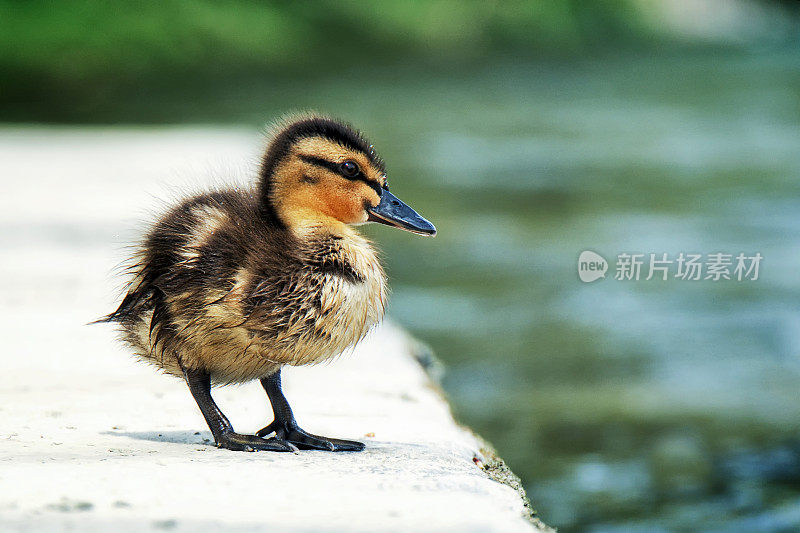 小鸭子在河岸上