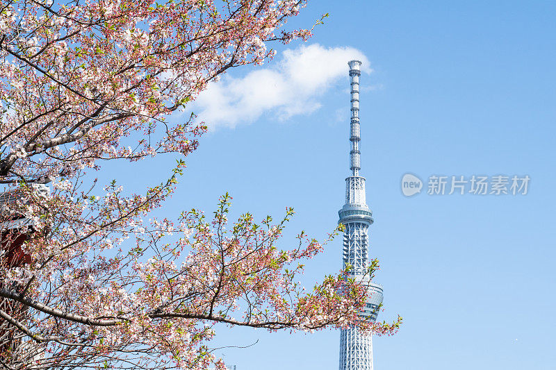 东京电视塔背景上的樱花树