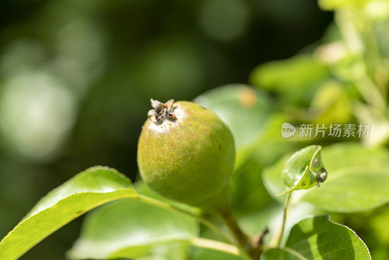 一个非常小的梨芽