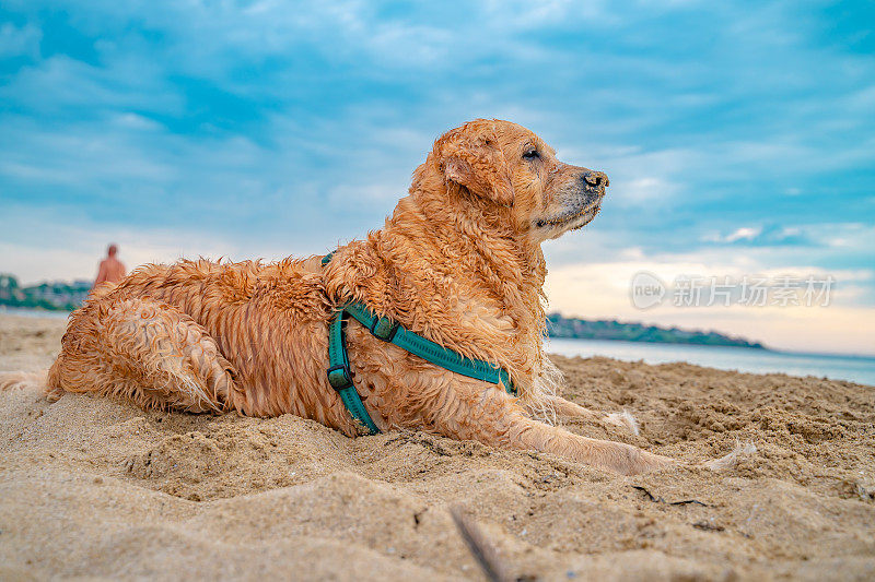 日出时，美丽的金毛猎犬躺在沙滩上，背景是大海