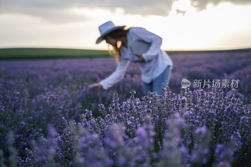 现代农妇走在她的薰衣草田在夏天，小型企业和投资，农业职业。