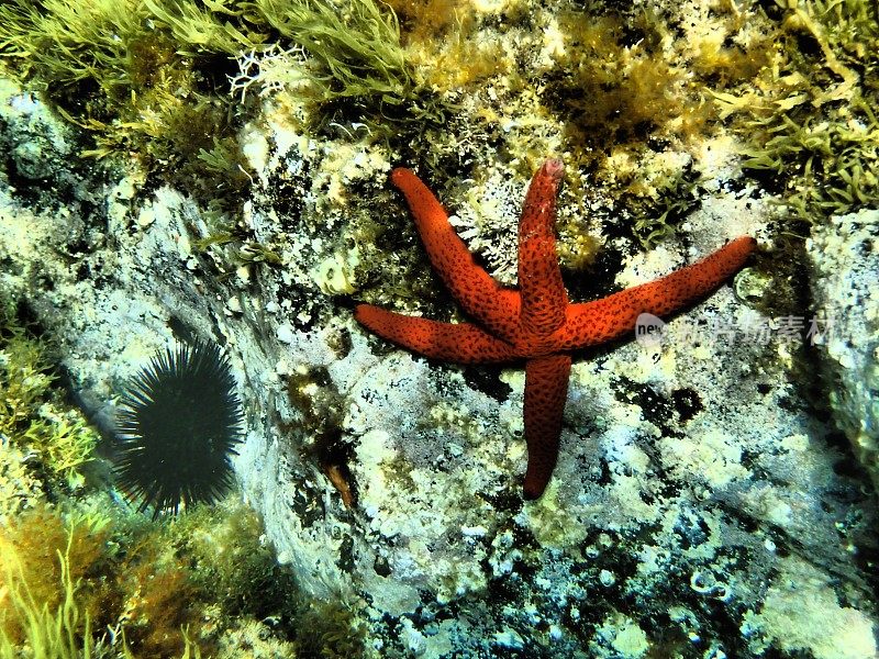 地中海橙色海星和紫色海胆